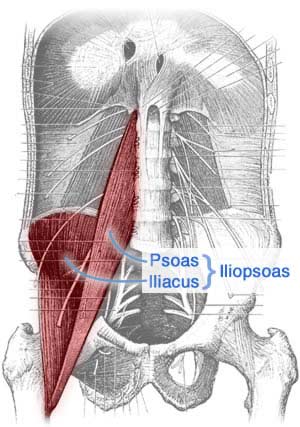 iliopsoas-m